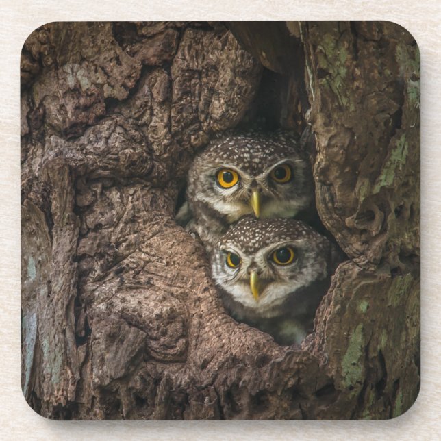 Forests | Two Owls Looking Coaster (Front)
