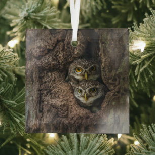 Forests   Two Owls Looking Glass Tree Decoration