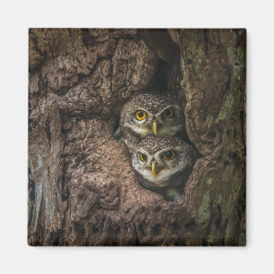 Forests   Two Owls Looking Magnet