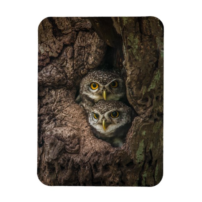 Forests | Two Owls Looking Magnet (Vertical)