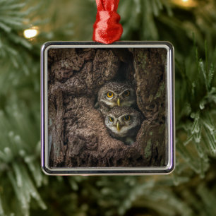 Forests Two Owls Looking Metal Ornament