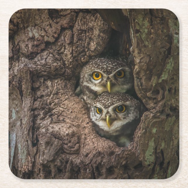 Forests | Two Owls Looking Square Paper Coaster (Front)