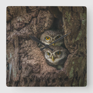 Forests   Two Owls Looking Square Wall Clock