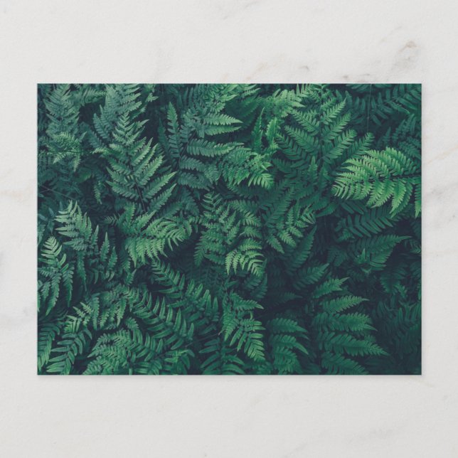 Forests | Woodland Ferns Postcard (Front)