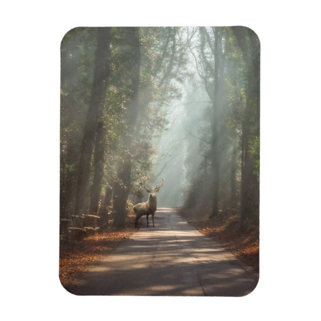 Forests | Woodland Stag Magnet (Vertical)