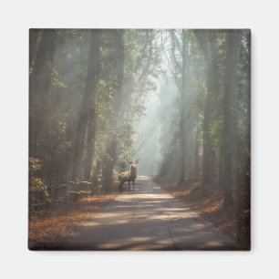 Forests   Woodland Stag Magnet