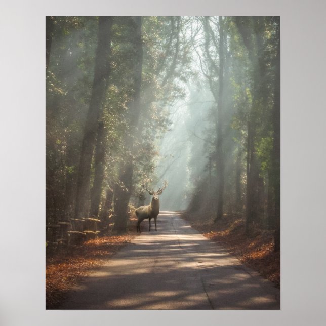 Forests | Woodland Stag Poster (Front)
