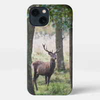Forests | Woodlands & Red Deer