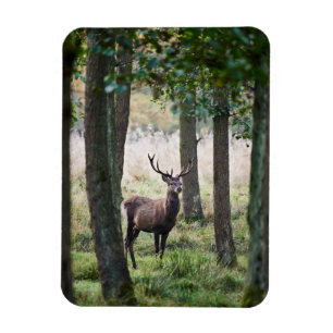 Forests   Woodlands & Red Deer Magnet