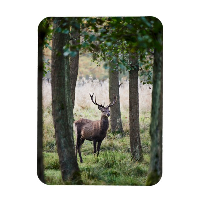 Forests | Woodlands & Red Deer Magnet (Vertical)