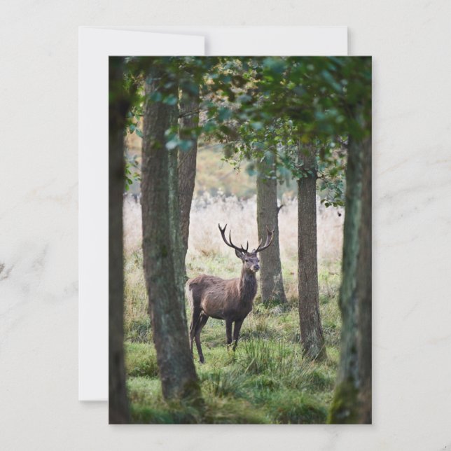 Forests | Woodlands & Red Deer Thank You Card (Front)