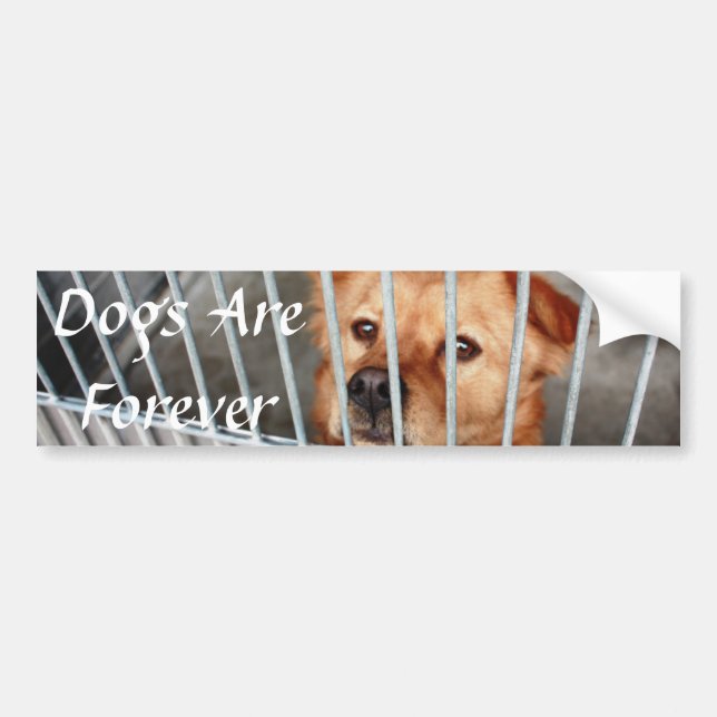 Forever Bumper Sticker (Front)