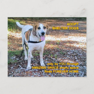 Forever Home Amazing Grace Postcard