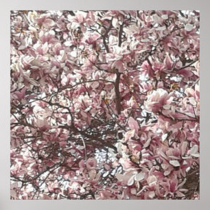 Forever Spring Magnolia Photography Poster