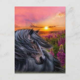 Forever Wild Black Horse Postcard