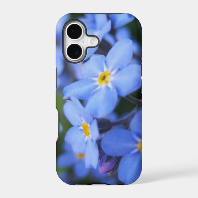Forget-me-not (Back)