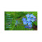 Forget-Me-Not Business Card