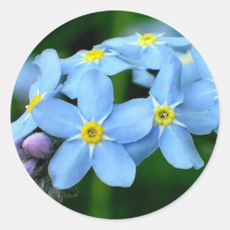 forget -me -not classic round sticker