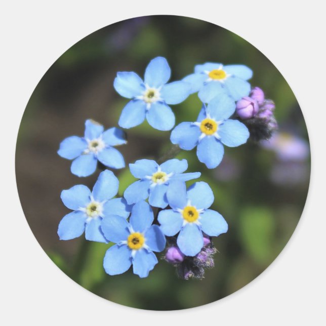Forget-Me-Not Classic Round Sticker (Front)