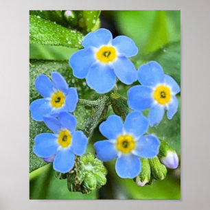 Forget Me Not Flower Poster