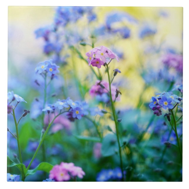 Forget-Me-Not Flowers Ceramic Tile (Front)