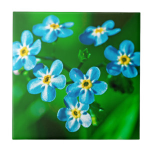 Forget-me-not flowers ceramic tile
