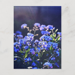 forget-me-not-flowers photographed by Tutti Postcard