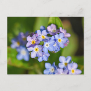 Forget Me Not Flowers Postcard