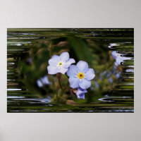 Forget me not flowers