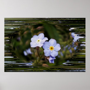 Forget me not flowers poster