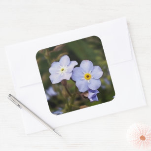 Forget me not flowers square sticker