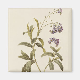 Forget-me-not Magnet