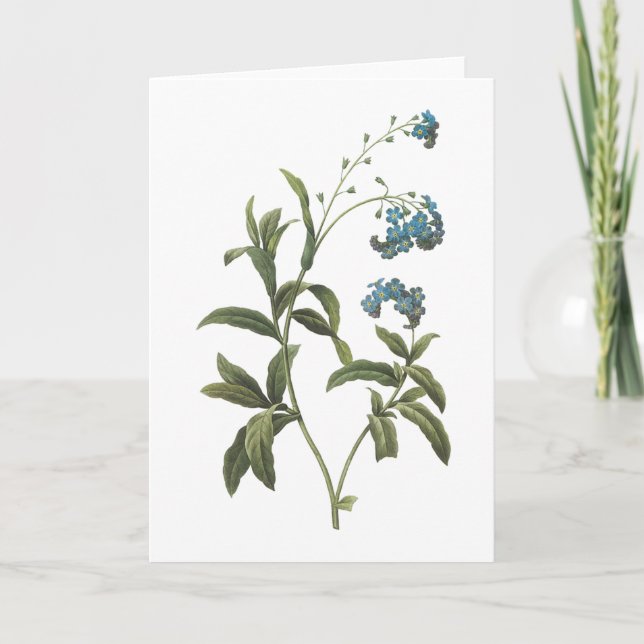 forget-me-not(Myosotis scorpioides) by Redouté Card (Front)