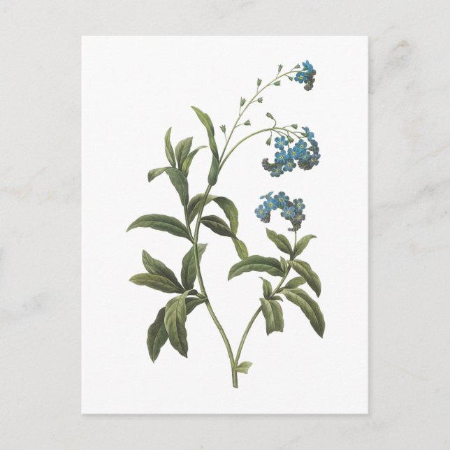 forget-me-not(Myosotis scorpioides) by Redouté Postcard (Front)