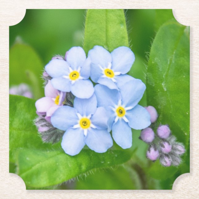 Forget-me-not, Paper Coaster (Front)