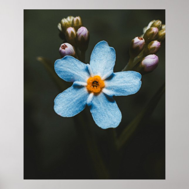 Forget Me Not Poster (Front)