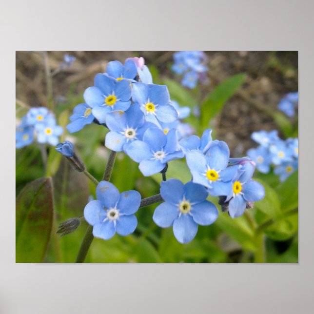 Forget Me Not Poster (Front)