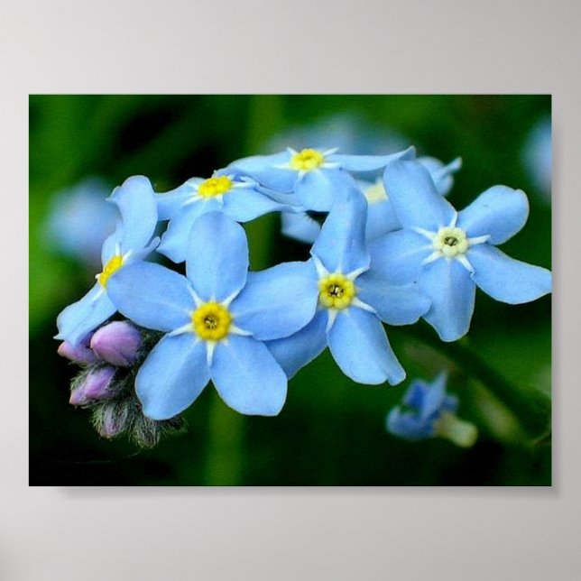 Forget-me-not poster (Front)