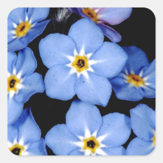 Forget-me-not Square Sticker