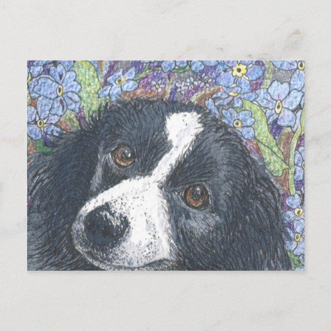 'Forget me not', the Border Collie said. Postcard (Front)