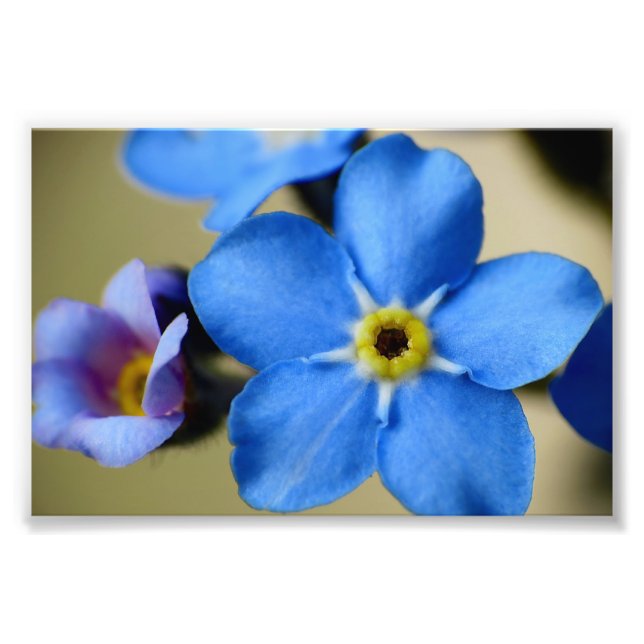 Forget-Me-Nots 11 Photo Print (Front)