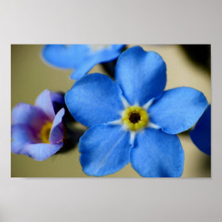 Forget-Me-Nots 11 Poster