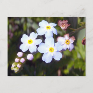 Forget Me Nots 1 Postcard