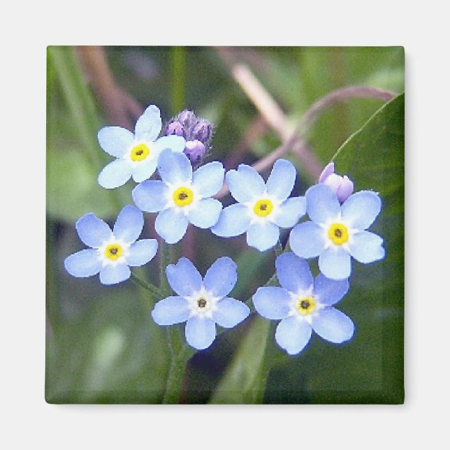 Forget Me Nots 2 Magnet (Front)