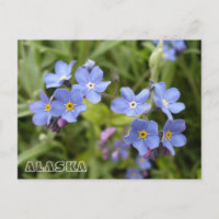 Forget-Me-Nots, Alaska State Flower