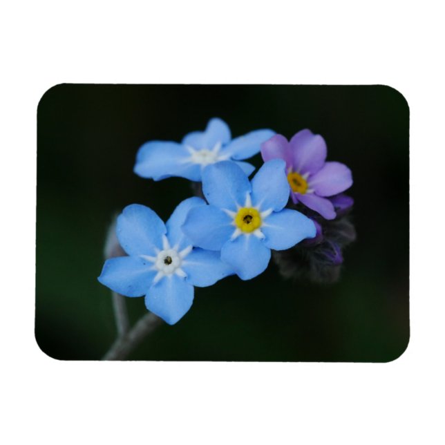 Forget-me-Nots Magnet (Horizontal)
