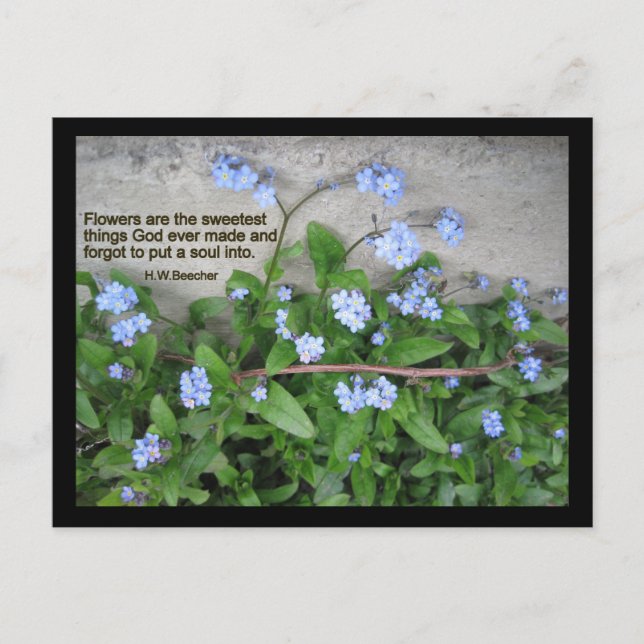 Forget-Me-Nots Postcard (Front)