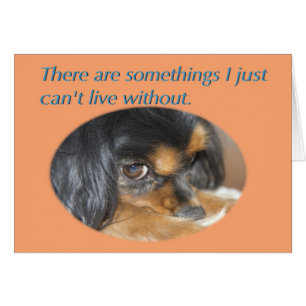 Forgive Me Card With Cavalier King Charles Spaniel