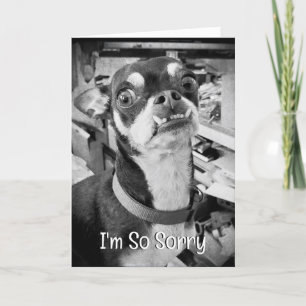 Forgive me   I'm Sorry   Funny Chihuahua Card