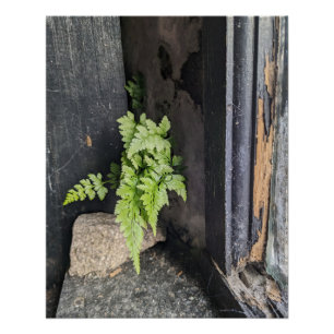 Forgotten Interior with Fern and Weathered Paint. Poster